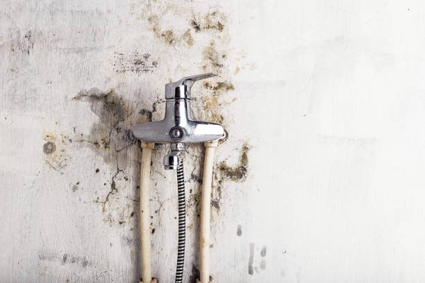 Best Mold Removal Specialists  in Wellman, IA