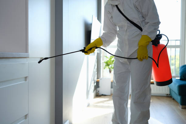Best Mold Damage Repair  in Wellman, IA