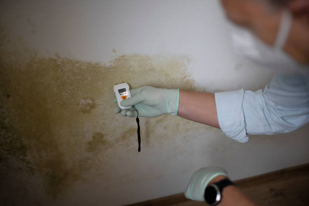 Best Black Mold Removal  in Wellman, IA