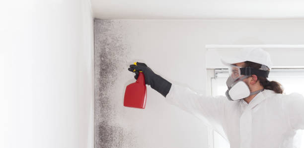 Best Mold Cleaning Services  in Wellman, IA